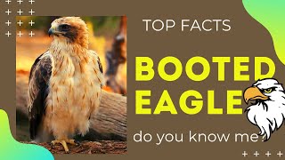 booted eagle facts 🦅 calling sound