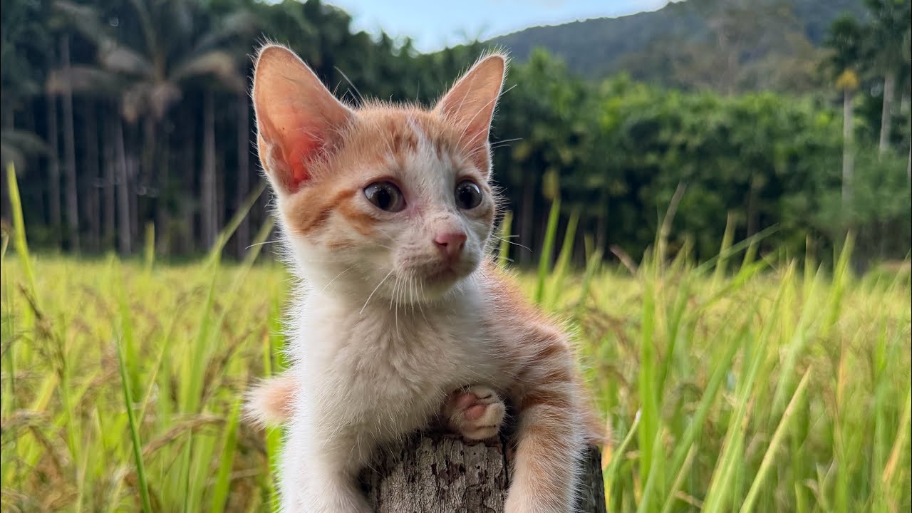 Забавное видео с играми кошек на улице 