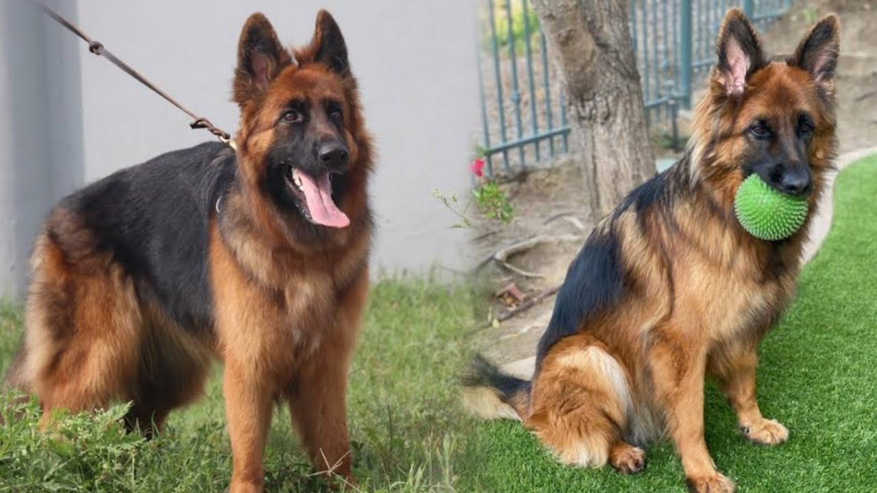Double coat German shepherd adult female sale jarman safed dog Double
