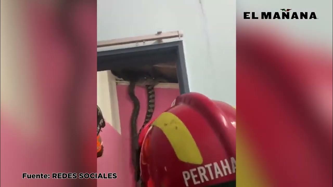 Familia de Malasia descubrien que dos enormes serpientes pitones