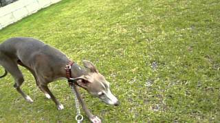 ASHUハーフチョーク