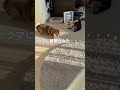 襲撃される柴犬