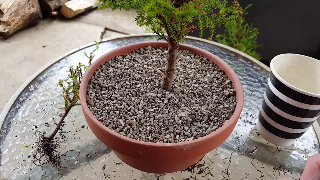 First Repot Of My Lemon Cypress Trees From Cuttings Part 4 YouTube