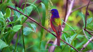 Painted Bunting Eating