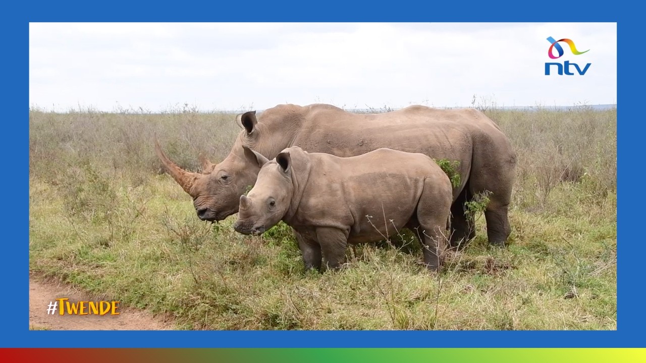 Twende Nairobi National Park: We explore wildlife in the only game park in a capital city