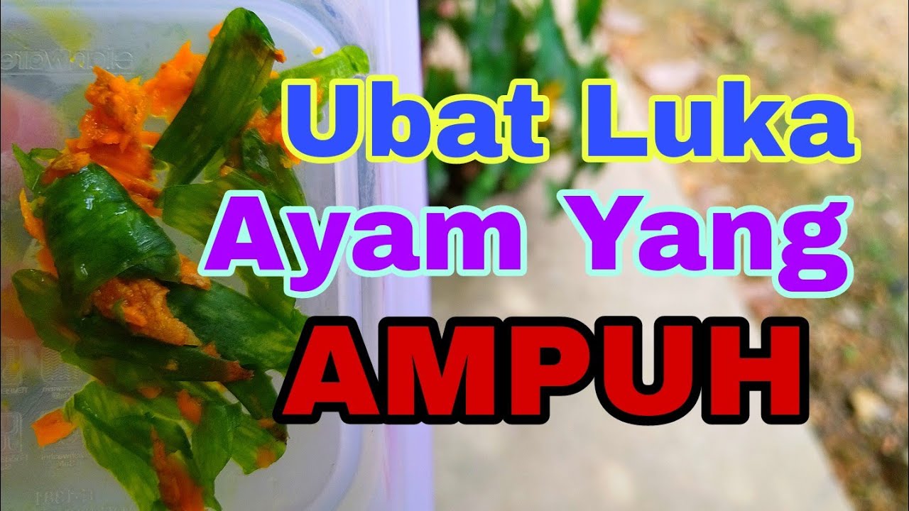 Cara Mengubati Atau Merawat Luka Pada Ayam Peliharaan