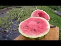 Growing Watermelons In The UK mp3