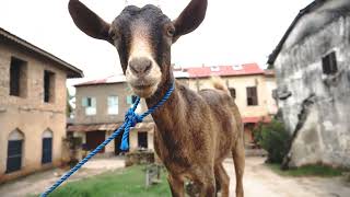 close up shot of goat in africa on the stone fence in ols city of bagamoyo