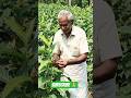 हरी इलाइची की खेती 1 बीघा में करके मुनाफा कैसे कमाते जरूरी टिप्स।#farming#youtubeshorts#shortsfeed