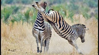 Zebra mating  HD