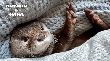プール撤去しようとしたらカワウソがまさかの行動に出た！　Otter Takes a Dramatic Stand to Save His Pool