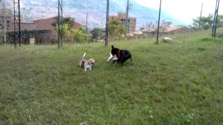 jack russell jugando teo