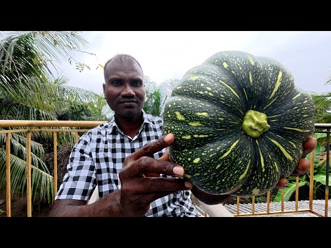 ASMR / FRUSH PUMPKIN  tapping and scratching sounds.help more sleep,