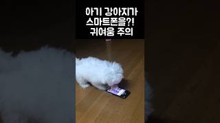 #강아지 #댕댕이 #귀여운강아지 #반려견일상 #강아지숏츠 #펫스타그램 #강아지영상 #귀여움주의 #강아지스타그램 #강아지쇼츠