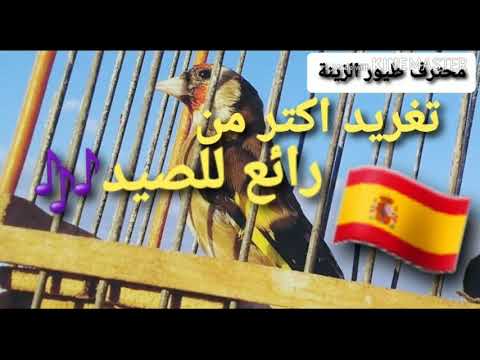 تغريد اكتر من رائع لصيد الحسون 