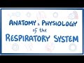 Anatomy and physiology of the respiratory system