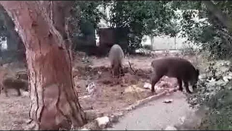 Wild pigs patrol Haifa as city remains, even israel are getting back to normal they get used it