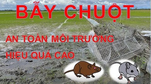 Bẫy chuột thông minh an toàn môi trường hiệu quả cao | #thươngk13khct