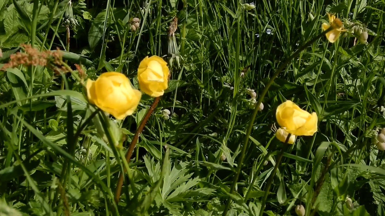 20240616 16 Fäld, Wallis Trollius