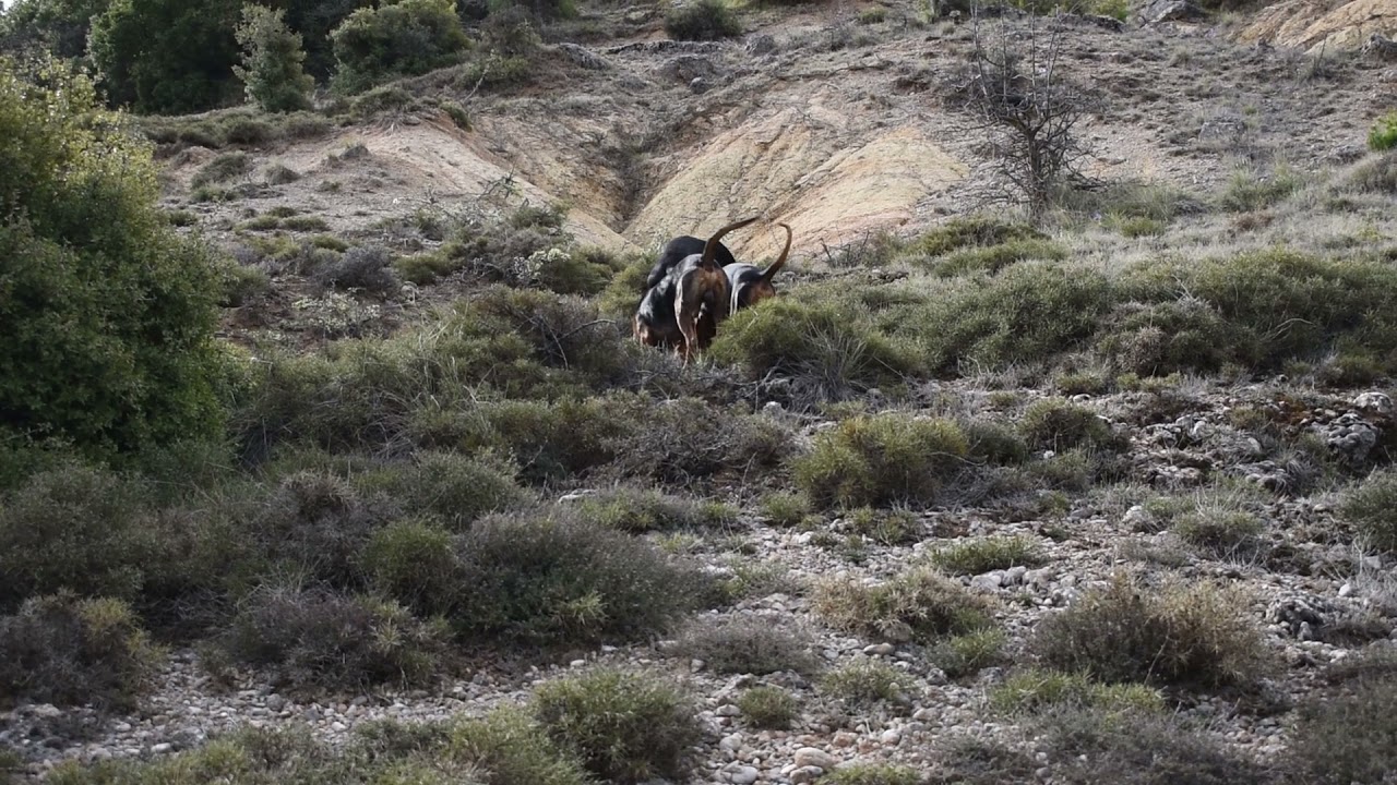 GKIKHS HUNTING- ΕΚΠΑΙΔΕΥΤΙΚΟ ΛΑΓΟΥ.