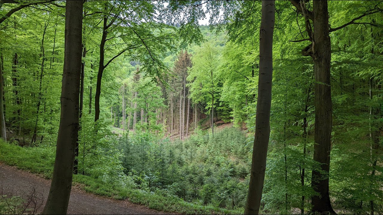 Heppenheim R3: Um den Steinkopf vom Wanderparkplatz an der Lee in 4K