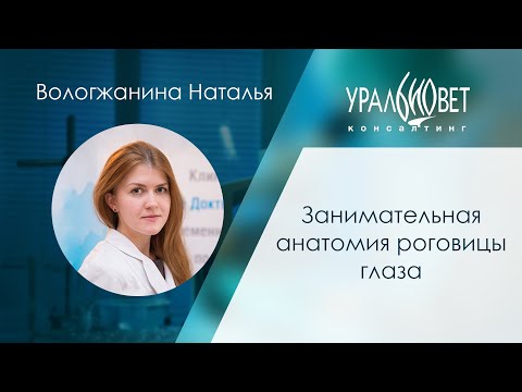 Занимательная анатомия роговицы глаза. Лектор Вологжанина Наталья #убвк_офтальмология