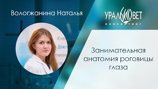 Занимательная анатомия роговицы глаза. Лектор Вологжанина Наталья #убвк_офтальмология