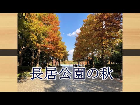 【風景　秋】長居公園植物園の秋が満喫出来た。#紅葉#桜#バラ#コスモス#住吉区