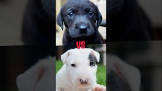 Dalmatian vs Labrador vs bull terrier vs German shepherd vs American bully