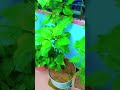 #motivation #trending #sortvideo #viralplzz