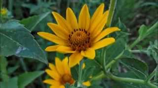 12 Seconds of a False Sunflower Blowing in the Wind