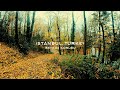 Rainy Walk in Istanbul,Turkey , Walk Through the Forest, Nature Sounds for Sleep and Study | 4k ASMR