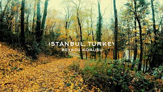 Rainy Walk in Istanbul,Turkey , Walk Through the Forest, Nature Sounds for Sleep and Study | 4k ASMR
