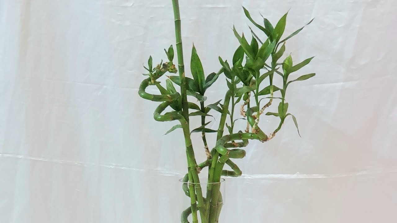 طريقة الاهتمام بنبات عصا موسى