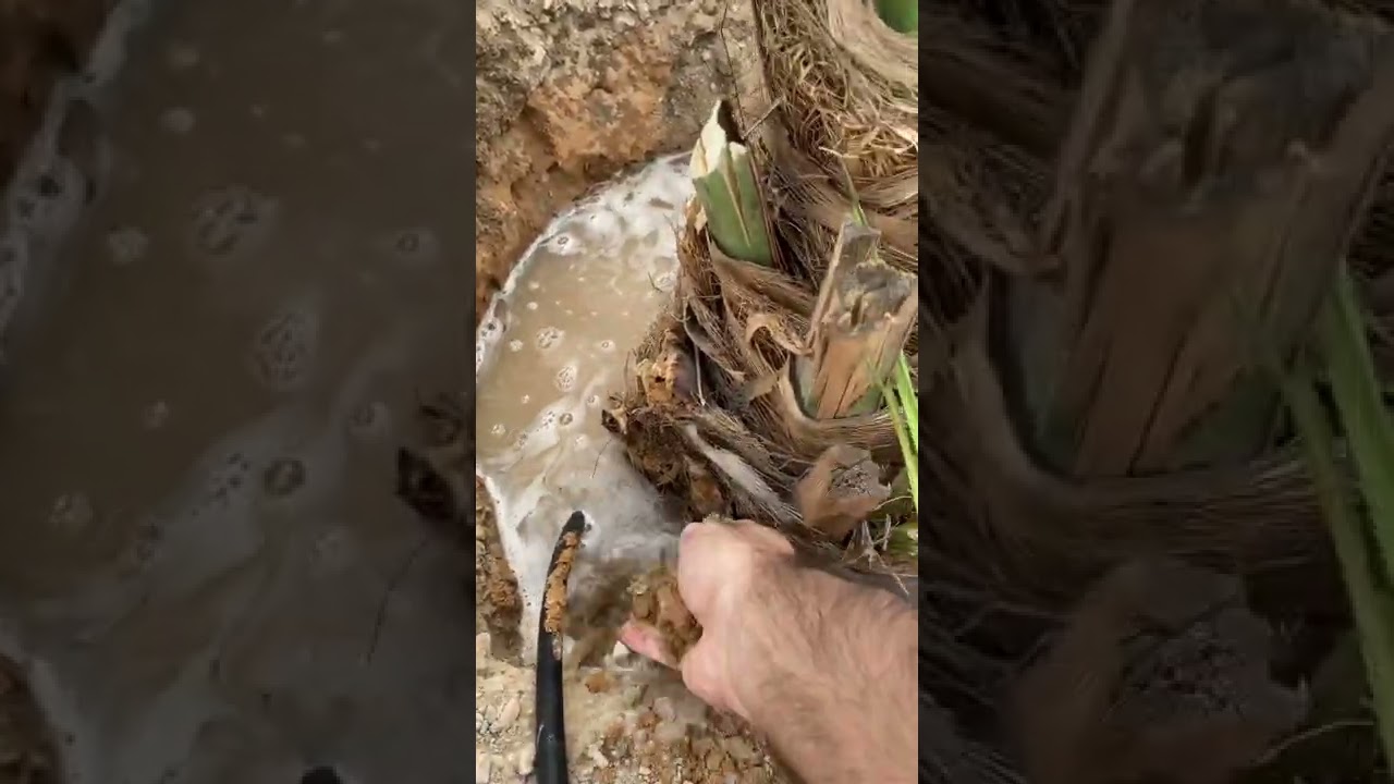 طريقة زراعة الفسائل تضمن نجاحها للمبتدئين والمحترفين 💯 باذن الله