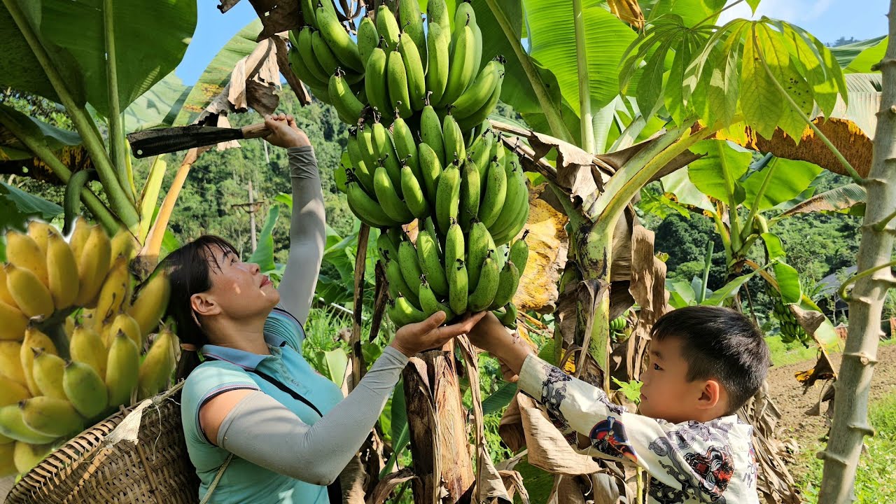 Mother and son harvested bananas and brought them to the market to sell ...