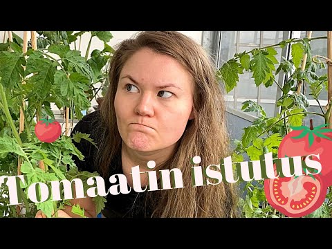 Video: Istuttamalla Tomaatin Taimia Ja Huolehtimalla Siitä