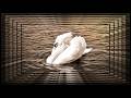 Romantic White Swan 4K | Soft Beige Aesthetic | Cozy Calm Screensaver