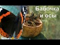 Бабочки. Бабочка Адмирал и Осы. Часть 1 / Butterfly Admiral VS Wasps part 1