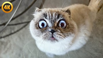 BEST Cat Videos August 2025 🤣 | 1 Hour