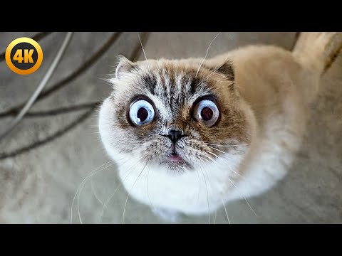 BEST Cat Videos August 2025 🤣 | 1 Hour
