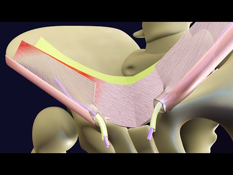 Inguinal Canal - Borders, Contents and Clinical Importance | Medical  Junction