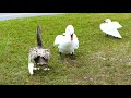 SILVER SWAN fighting off Mute Swan Intruders at Lake Morton in Lakeland, FL