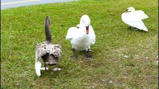 SILVER SWAN fighting off Mute Swan Intruders at Lake Morton in Lakeland, FL