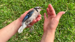 BABY BIRD FOUND ALONE AND INJURED! WHAT NOW?!