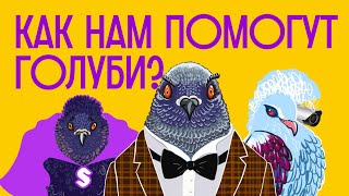 Голуби - ЛЕТАЮЩИЕ КРЫСЫ или супергерои? / Редакция.Наука