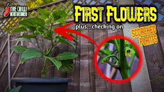 An Explosion of Chilli Flower Buds | Picking Them Off or Not?