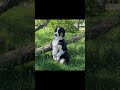 Fluffy Geniuses Crew 26 #dogshorts #dogvideosfunny #australianshepherd  #dogvideos #dogstagram