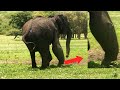 Penetrating gunshot wound made the Elephant limp with abscess | Part2 | Elephant treatment