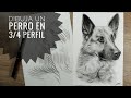 CÓMO DIBUJAR un PERRO en 3/4 PERFIL  (NARRADO 🎤Paso a Paso) 🐕 ✏